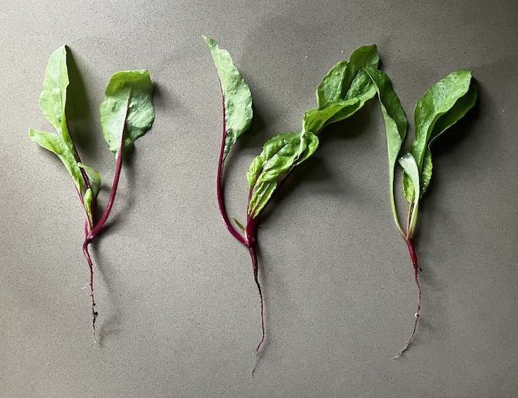 image from Beets at four weeks