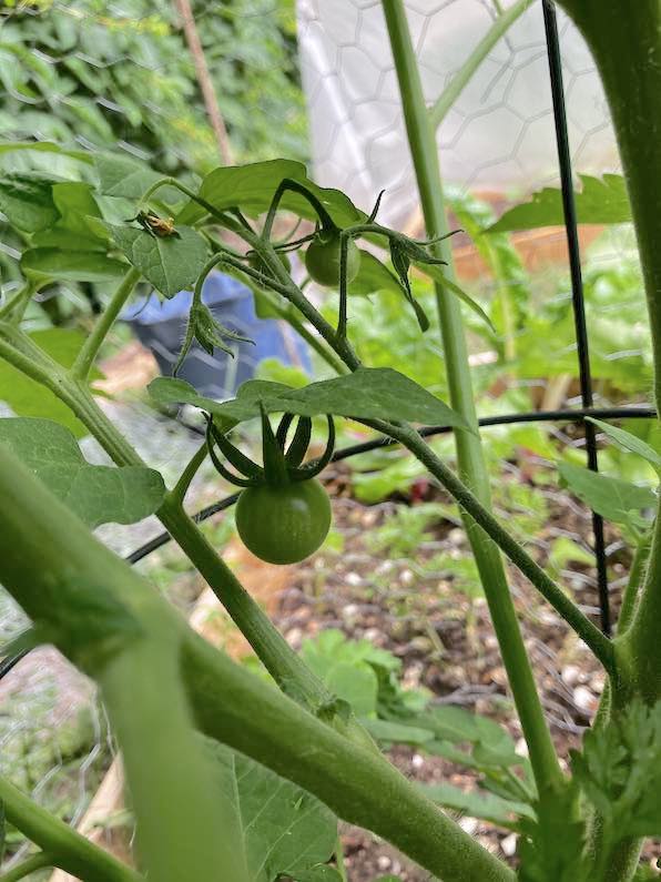 surprise-tomatoes