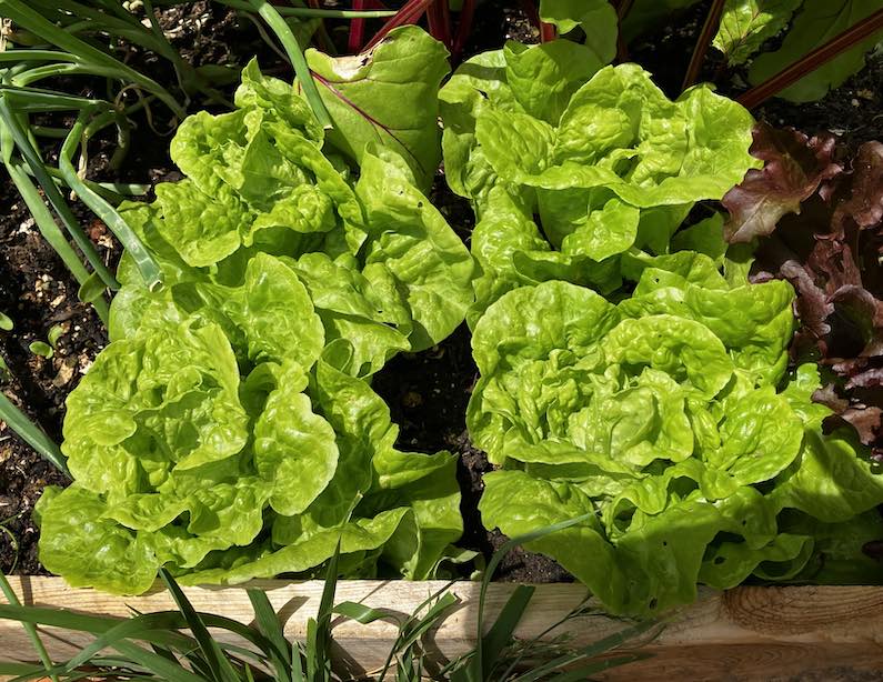 image from Lettuce