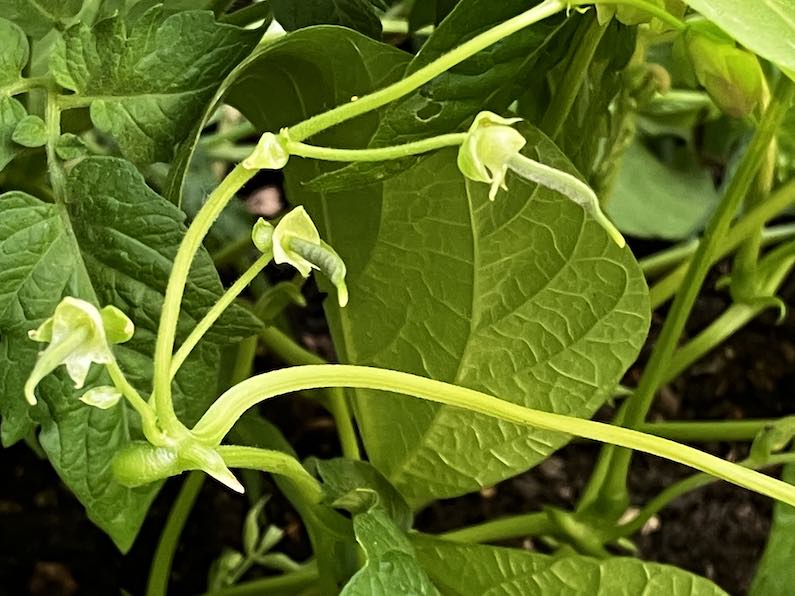 image from Baby green beans