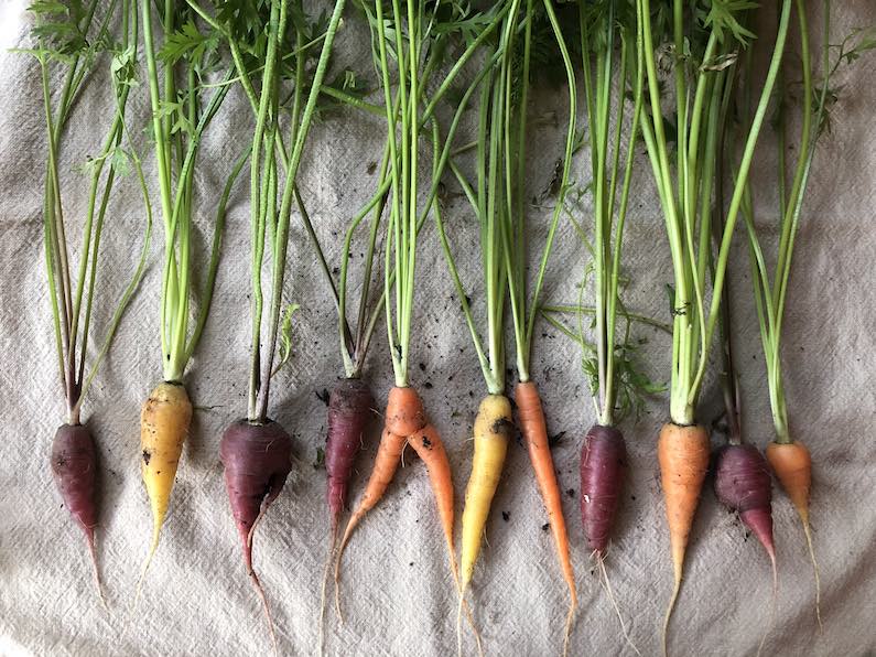 image from Baby carrots
