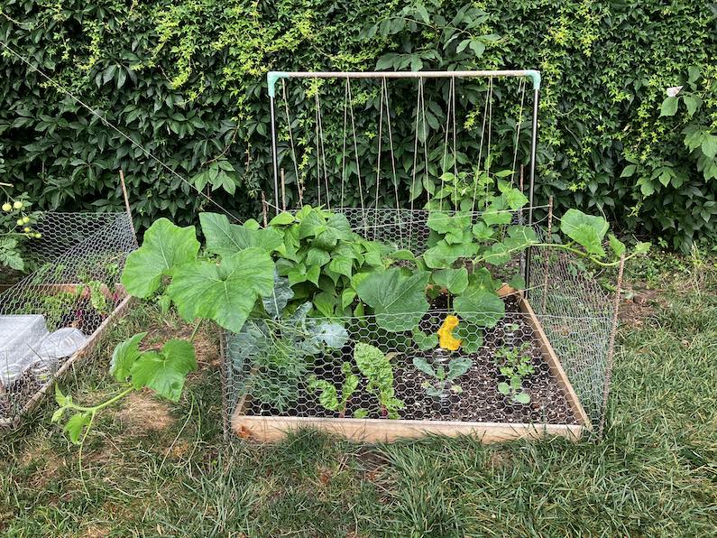 image from Butternut squash vine